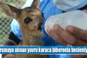 Korumaya alınan yavru karaca biberonla besleniyor