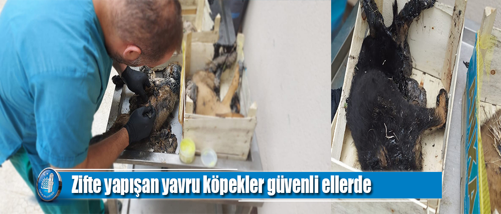 Zifte yapışan yavru köpekler güvenli ellerde