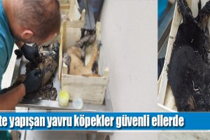 Zifte yapışan yavru köpekler güvenli ellerde