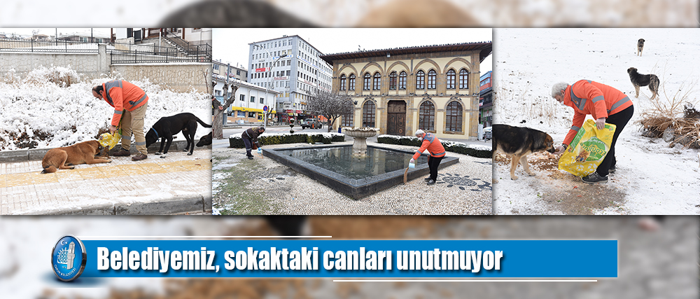 Belediyemiz, sokaktaki canları unutmuyor