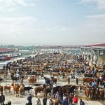 Çorum canlı hayvan ticaretinin kalbi olacak