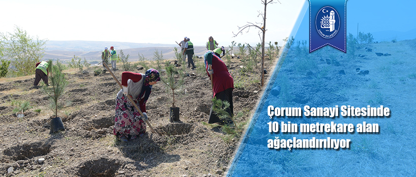 Çorum Sanayi Sitesinde 10 bin metrekare alan ağaçlandırılıyor