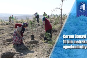 Çorum Sanayi Sitesinde 10 bin metrekare alan ağaçlandırılıyor