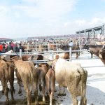 Çorum canlı hayvan ticaretinin kalbi olacak