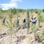 Belediye,2018 yılı içinde 40 bin 250 adet yetişmiş ağaç dikecek