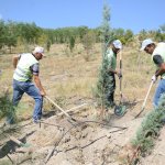 Belediye,2018 yılı içinde 40 bin 250 adet yetişmiş ağaç dikecek