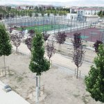 Belediye,2018 yılı içinde 40 bin 250 adet yetişmiş ağaç dikecek