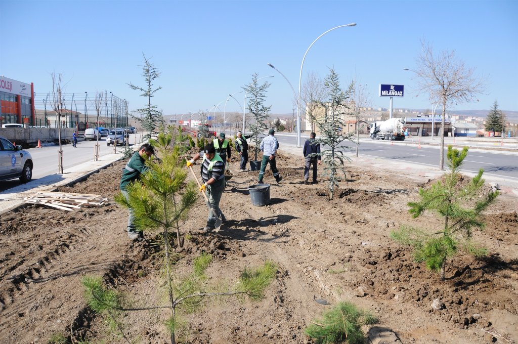 Çorum yeşile bürünüyor