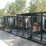 Sokak hayvanlarının yazında kışında keyfi yerinde