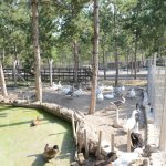 Sokak hayvanlarının yazında kışında keyfi yerinde