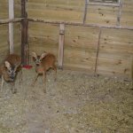 Sokak hayvanlarının yazında kışında keyfi yerinde