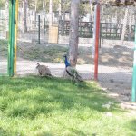 Sokak hayvanlarının yazında kışında keyfi yerinde