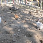 Sokak hayvanlarının yazında kışında keyfi yerinde