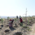 Çorum Sanayi Sitesinde 10 bin metrekare alan ağaçlandırılıyor