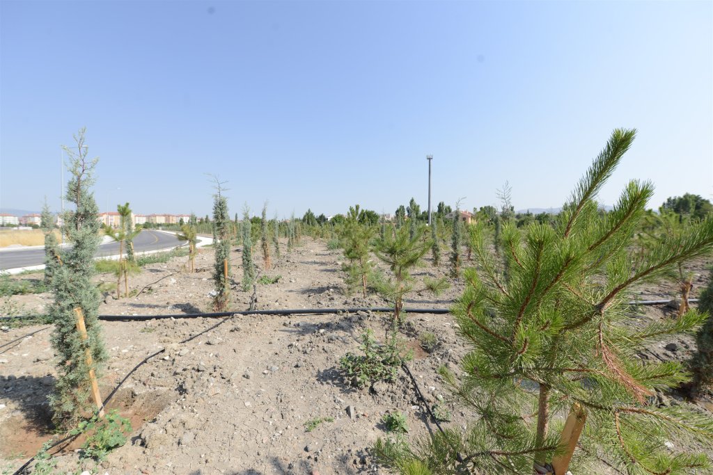 17 bin 305 ağacı toprakla buluşturuyoruz