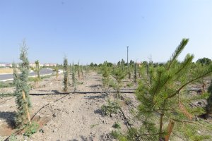 17 bin 305 ağacı toprakla buluşturuyoruz