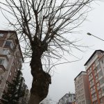 Hastalık nedeniyle kuruyan ağaçların yerine yenisi dikilecek