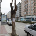 Hastalık nedeniyle kuruyan ağaçların yerine yenisi dikilecek