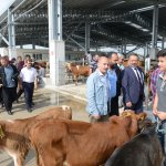 Yeni Hayvan Pazarı açıldı