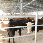 Yeni Hayvan Pazarı açıldı