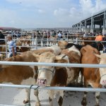 Yeni Hayvan Pazarı açıldı