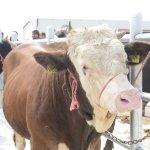 Yeni Hayvan Pazarı açıldı