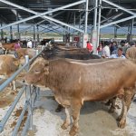 Yeni Hayvan Pazarı açıldı