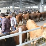 Yeni Hayvan Pazarı açıldı