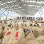 Yeni Hayvan Pazarı açıldı