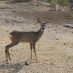 Karacalar doğal ortamına bırakıldı