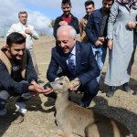 Karacalar doğal ortamına bırakıldı