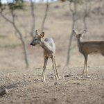 Karacalar doğal ortamına bırakıldı