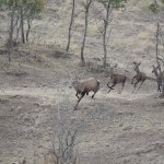 Karacalar doğal ortamına bırakıldı