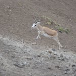 Karacalar doğal ortamına bırakıldı