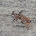 Karacalar doğal ortamına bırakıldı
