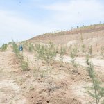 KKSM’ler ağaç dikti