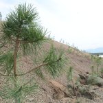 KKSM’ler ağaç dikti