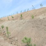 KKSM’ler ağaç dikti