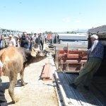 Hayvan pazarında bayram hareketliliği