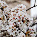 Çorum'a bahar geldi