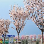 Çorum'a bahar geldi