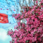 Çorum'a bahar geldi