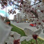 Çorum'a bahar geldi