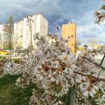 Çorum'a bahar geldi