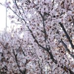 Çorum'a bahar geldi