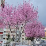 Çorum'a bahar geldi