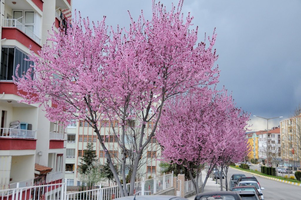 Çorum'a bahar geldi