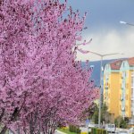 Çorum'a bahar geldi