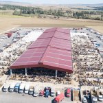 Hayvan pazarında bayram hareketliliği