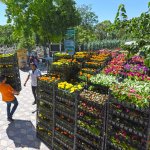 Belediye arife günü mezarlıklarda 60 bin çiçek dağıtacak